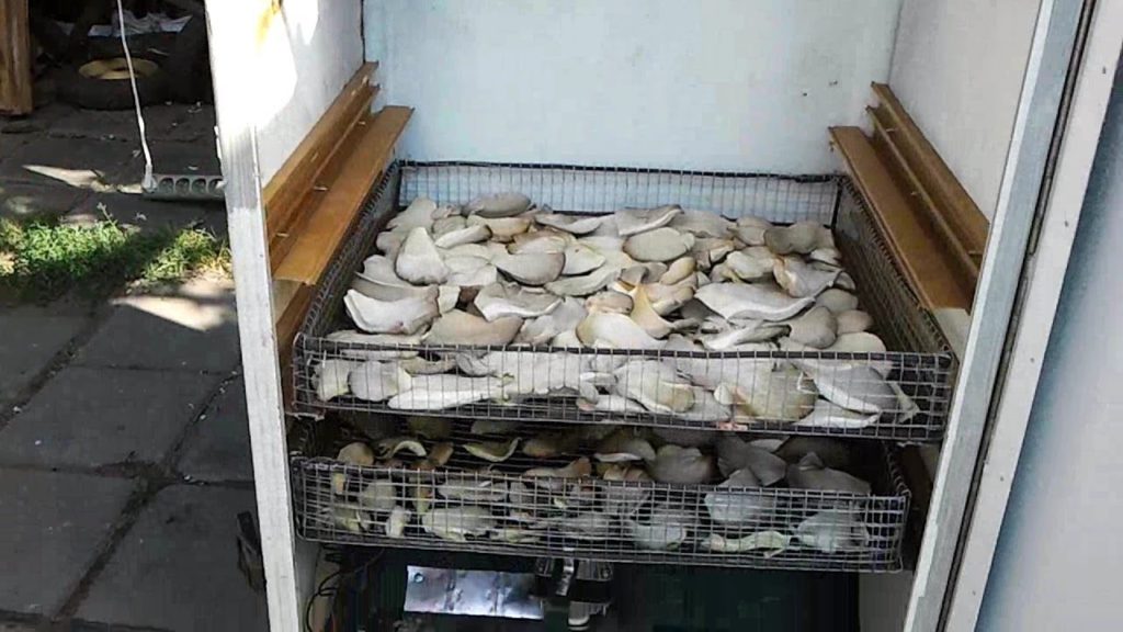 Uscător de casă pentru fructe și legume - trepte de asamblare
